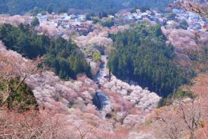 吉野の桜と飛鳥、法隆寺の旅 ３日間